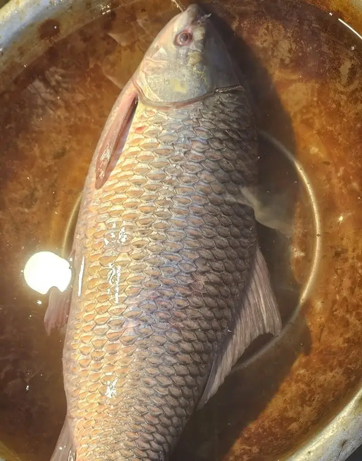 নদীর রুই মাছ