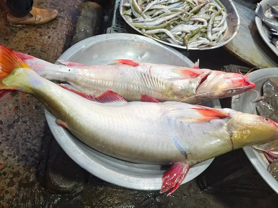 নদীর পাঙ্গাস মাছ