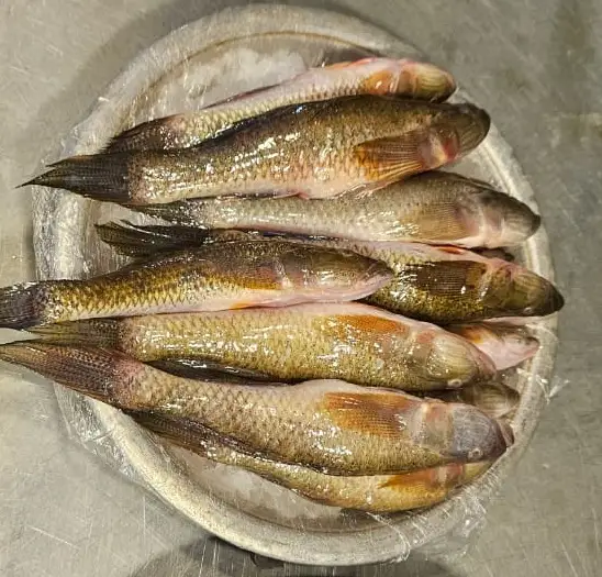 দেশি বেলে মাছ