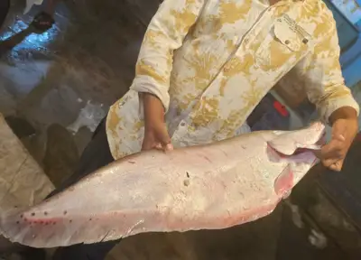 নদীর চিতল মাছ