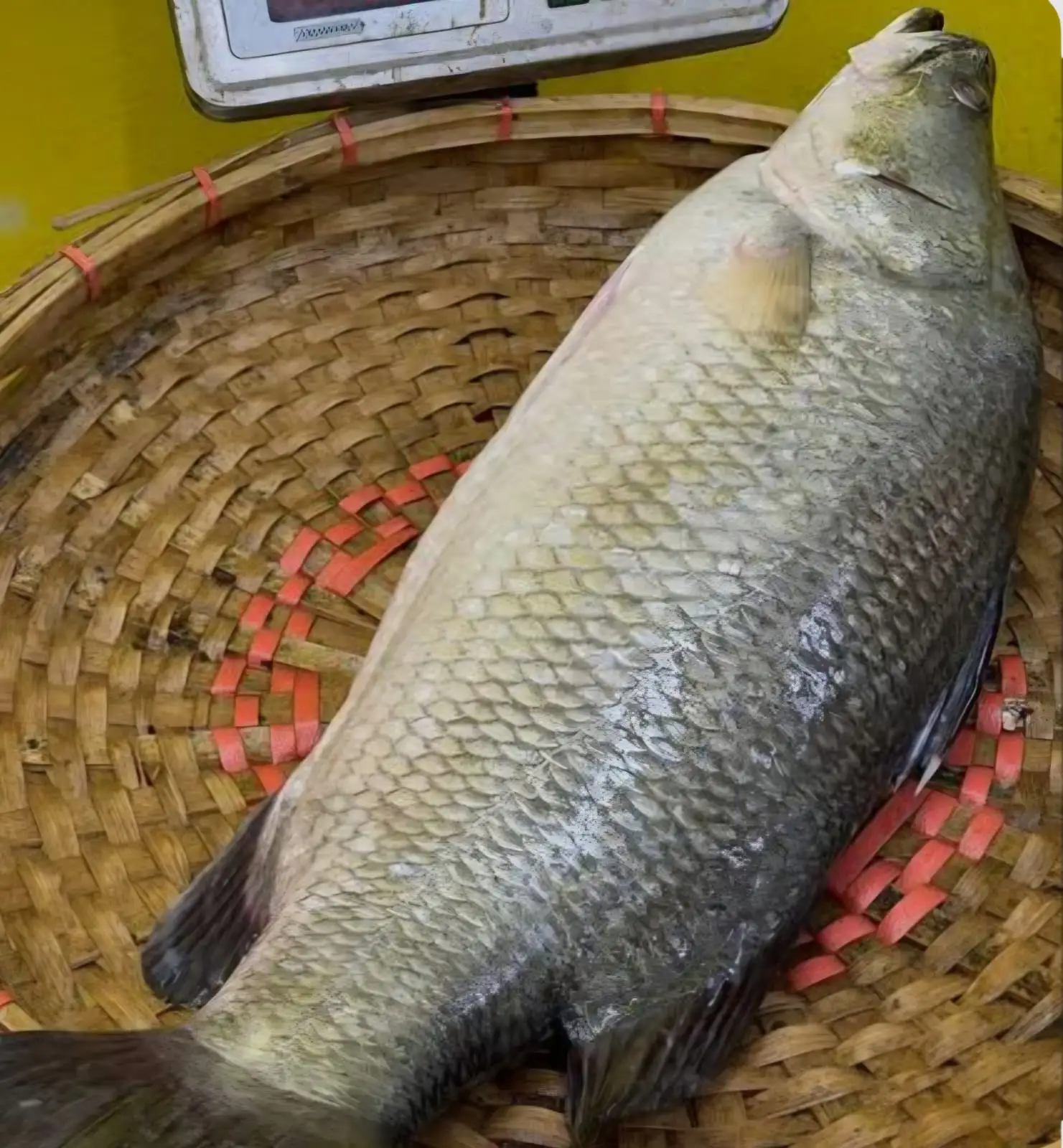 নদীর কোরাল মাছ
