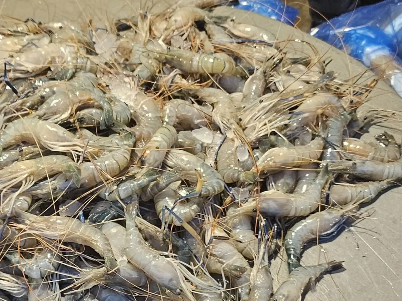 নদীর ডিমা চিংড়ী