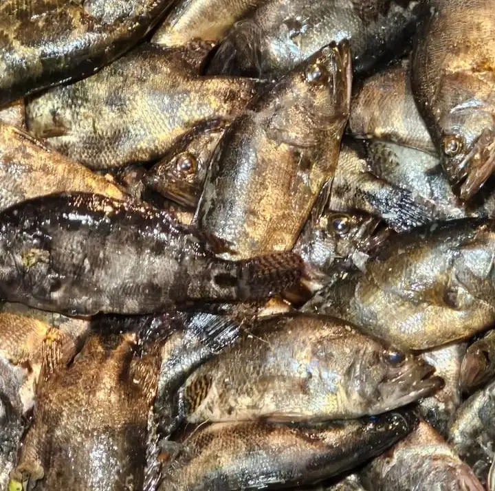 দেশি মেনি মাছ